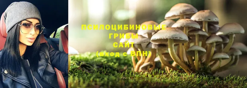 купить наркотик  Цимлянск  mega как зайти  Галлюциногенные грибы Psilocybe 